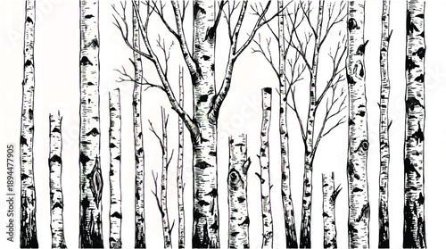 black and white illustration of many birch tree trunks and branches standing close together