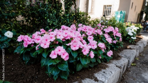 Wallpaper Mural Pink Impatiens walleriana blooming in a flower bed with stone border for landscape design and garden maintenance services in a sunny public park setting Torontodigital.ca