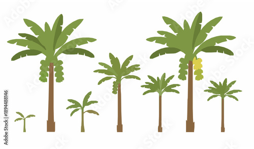 Various banana trees with green leaves and fruit bunches realistic botanical vector illustration collection isolated on white background