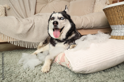 Naughty Husky dog with torn...