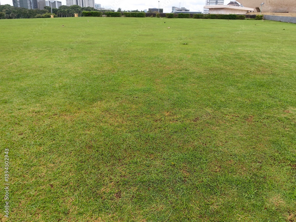 Obraz premium green grass field.