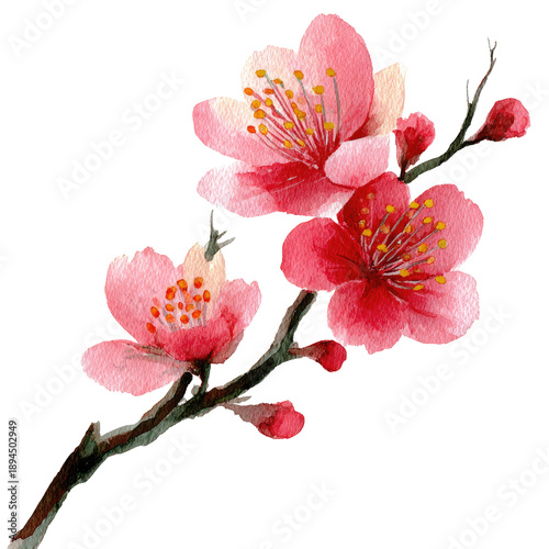Watercolor illustration of pink cherry blossoms with a black background