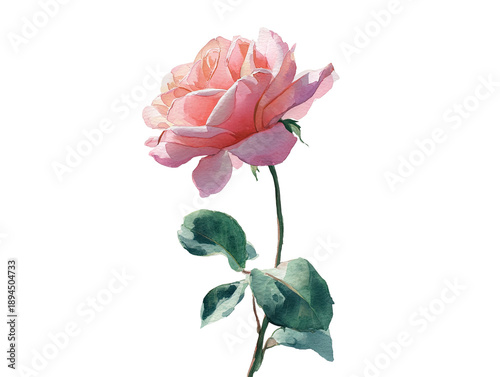 Watercolor illustration of a single, soft pink rose in full bloom with a green stem and leaves
