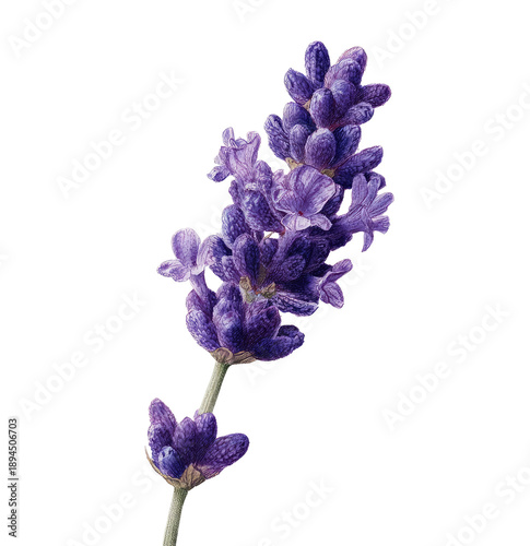Close-up of lavender stalk on a black background. Purple flowers, green stem, delicate texture