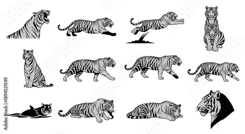 Collection of Tiger Poses and Actions in Black and White Illustration.