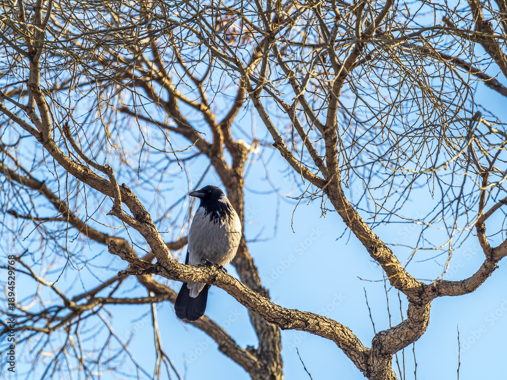 Fototapeta premium A hooded crow sitting on a tree