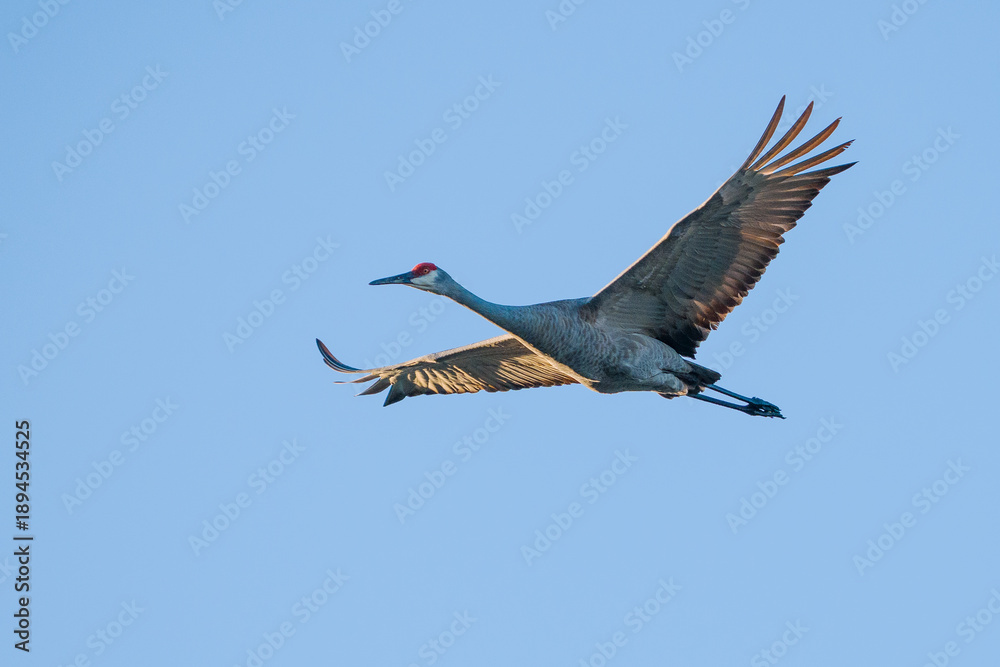 Fototapeta premium Sandhill Crane 5