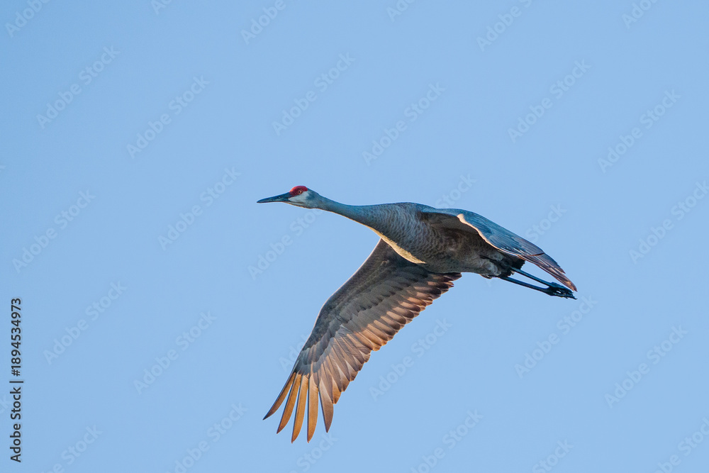 Fototapeta premium Sandhill Crane 3