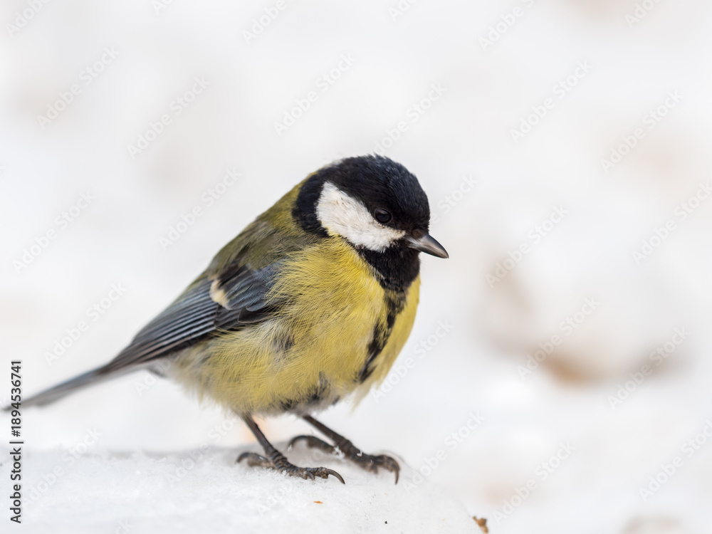 Fototapeta premium Cute bird Great tit, songbird sitting on a branch with snow in the autumn or winter.