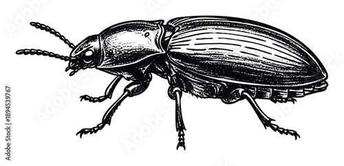 Detailed hand drawn black and white beetle illustration with a textured grunge style perfect for scientific publications, biological study guides, or nature themed graphic design projects.