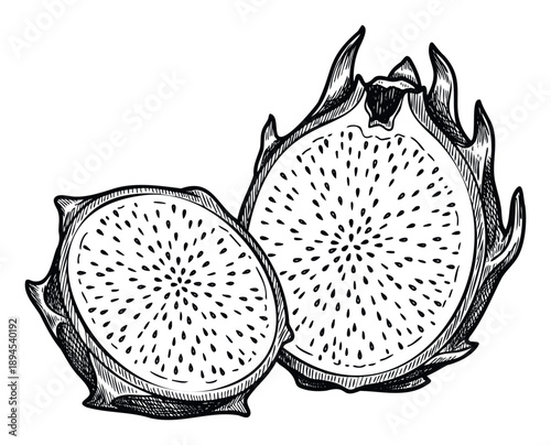 Handdrawn botanical sketch of a sliced dragon fruit revealing its seedy flesh, perfect for natural food product packaging, healthy lifestyle blogs, and vibrant restaurant menus.