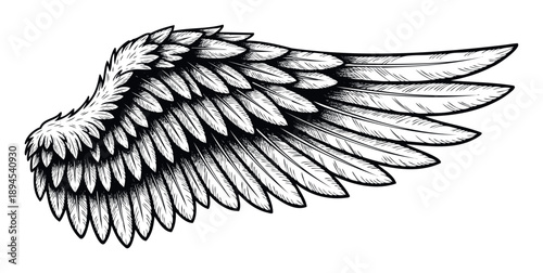 Graphic drawing of a majestic bird wing featuring intricate feather layers, perfect for logos, merchandise prints, or symbolic representations of freedom and flight.