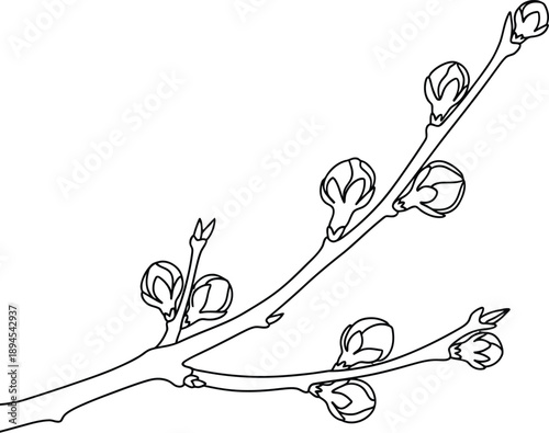 Simple black and white line art drawing illustrating a dormant tree branch with multiple tight flower buds ready to bloom signaling the arrival of springtime awakening