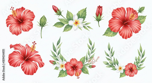 Vibrant red hibiscus flowers and lush green leaves arrangement on white background for decoration and design