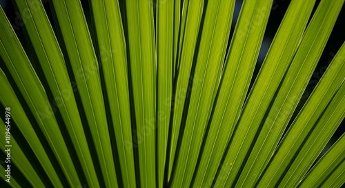 Bright green palm leaves arranged in fan shape against dark background