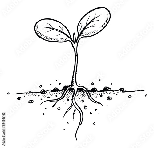 A simple black and white drawing depicting a young plant sprout with developing leaves and visible roots extending into the fertile soil, perfect for educational materials or environmental