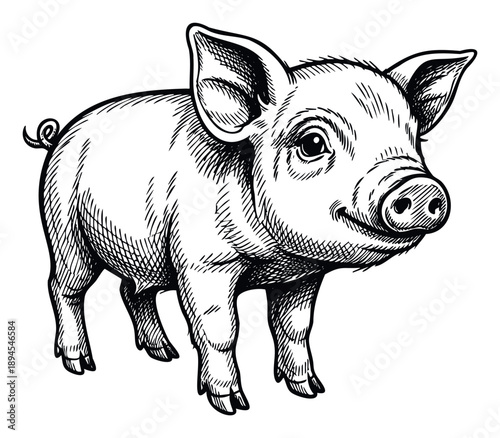 Charming farm piglet standing with a happy expression, rendered in an appealing handdrawn engraving style perfect for agricultural publications or rustic food branding.