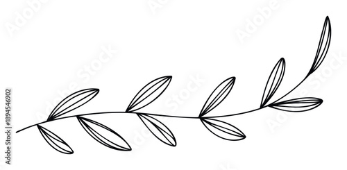 Simple line drawing of a natural botanical plant branch with delicate leaves providing a fresh organic aesthetic for nature themed projects and invitations