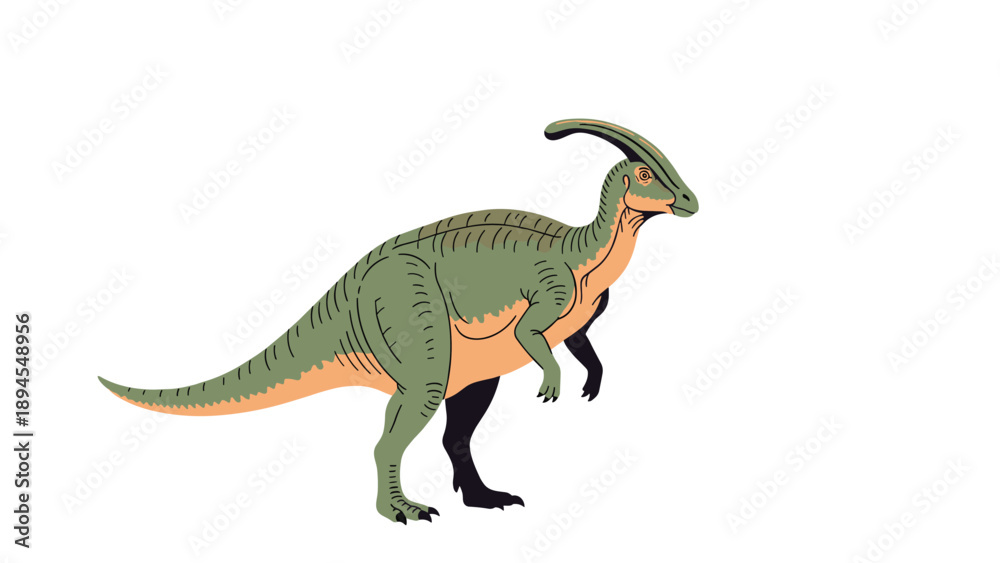 Fototapeta premium Green and orange parasaurolophus dinosaur walking in profile view against a white background in a detailed prehistoric animal illustration.