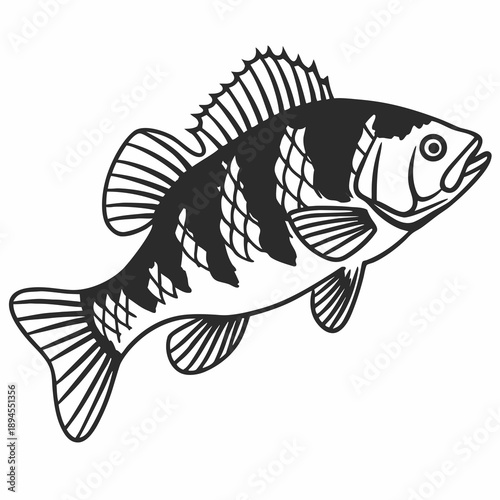 Illustrated fish swimming
