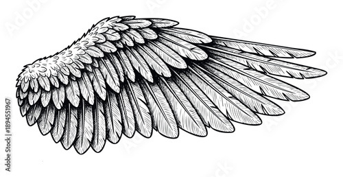 Detailed hand drawn flying bird wing featuring intricate layered feathers, perfect for representing symbolic concepts of freedom, spirituality, power, and avian nature themed projects.
