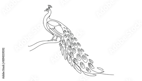 One continuous line illustration of an peacock, isolated on white background.