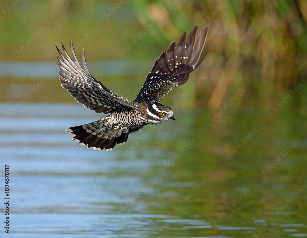 Fototapeta premium A bird with patterned wings flies over a body of water in a sunlit outdoor setting