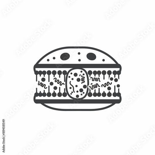 Biological Cell Membrane Structure Showing Phospholipid Bilayer Protein Integral Lipid Component Detail Microscopic View Scientific Education Concept