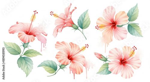 Pink hibiscus flowers with green leaves on white background watercolor style illustration