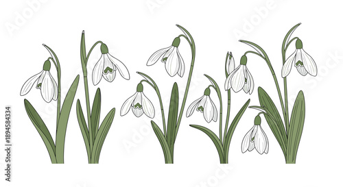 Row of delicate white snowdrop flowers with green leaves and stems isolated on a plain white background representing early spring.