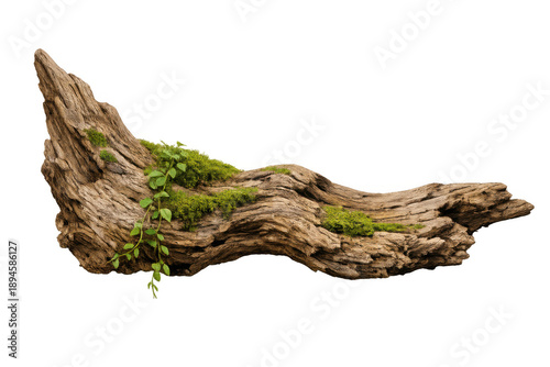 Driftwood log with green moss and climbing vine on a transparent background, representing nature, growth, and decay
