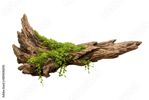 Aged log piece with a rustic texture, adorned with vibrant green moss and dainty fern leaves. The background is transparent