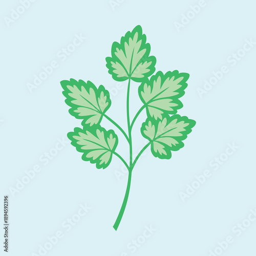 Delicate sprig of parsley herb in light green color against blue background