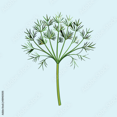 Stylized dill plant illustration with a light blue background color tone