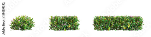 Foto Green garden bush with small pink flowers isolated on transparent background