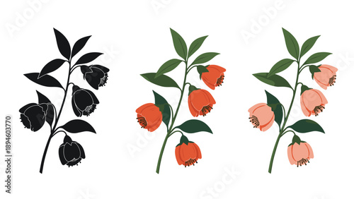 Flowering branch with bell shaped orange and pink blossoms shown in silhouette and colored versions for botanical art.
