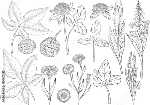 Medicinal plants for Herbal homemade organic tincture. Alternative medicine, herbal collection. Hand drawn ink style vector illustration