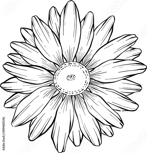 Medicinal plants for Herbal homemade organic tincture. Alternative medicine, herbal collection. Hand drawn ink style vector illustration