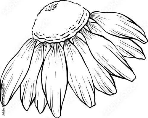 Medicinal plants for Herbal homemade organic tincture. Alternative medicine, herbal collection. Hand drawn ink style vector illustration