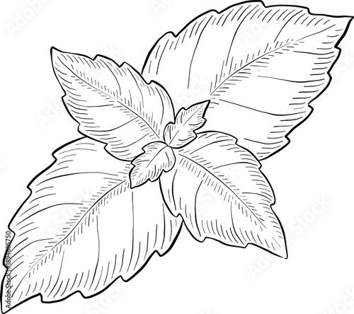 Medicinal plants for Herbal homemade organic tincture. Alternative medicine, herbal collection. Hand drawn ink style vector illustration