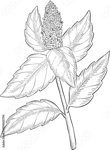 Medicinal plants for Herbal homemade organic tincture. Alternative medicine, herbal collection. Hand drawn ink style vector illustration