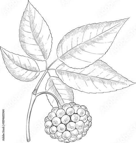 Medicinal plants for Herbal homemade organic tincture. Alternative medicine, herbal collection. Hand drawn ink style vector illustration