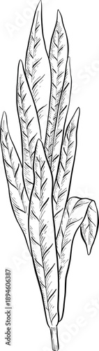 Medicinal plants for Herbal homemade organic tincture. Alternative medicine, herbal collection. Hand drawn ink style vector illustration