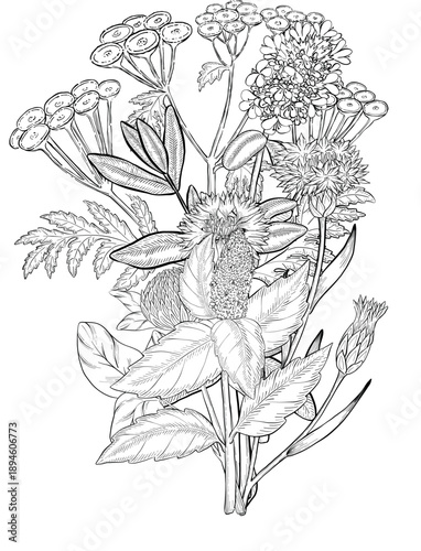 Medicinal plants for Herbal homemade organic tincture. Alternative medicine, herbal collection. Hand drawn ink style vector illustration