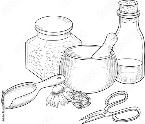 Medicinal plants for Herbal homemade organic tincture. Alternative medicine, herbal collection. Hand drawn ink style vector illustration