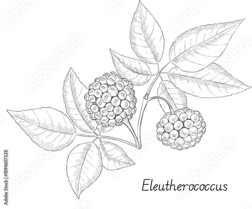 Medicinal plants for Herbal homemade organic tincture. Alternative medicine, herbal collection. Hand drawn ink style vector illustration