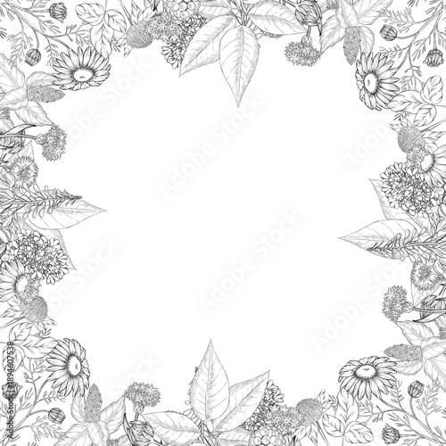 Medicinal plants for Herbal homemade organic tincture. Alternative medicine, herbal collection. Hand drawn ink style vector illustration