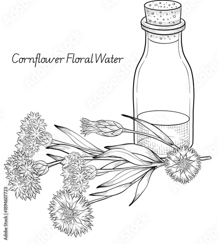 Medicinal plants for Herbal homemade organic tincture. Alternative medicine, herbal collection. Hand drawn ink style vector illustration