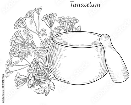 Medicinal plants for Herbal homemade organic tincture. Alternative medicine, herbal collection. Hand drawn ink style vector illustration