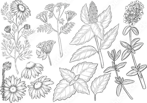 Medicinal plants for Herbal homemade organic tincture. Alternative medicine, herbal collection. Hand drawn ink style vector illustration
